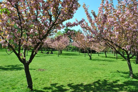 Gradina japoneza din parcul Herastrau