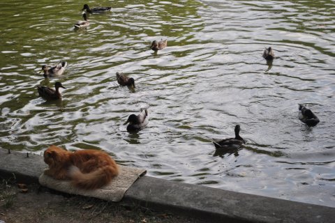 Tur de fotografie in Cismigiu cu Bucurestiul meu drag