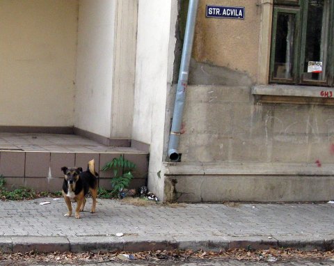 Cățel pe strada Acvila