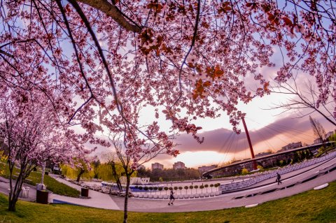 Primavara in Parcul Moghioros