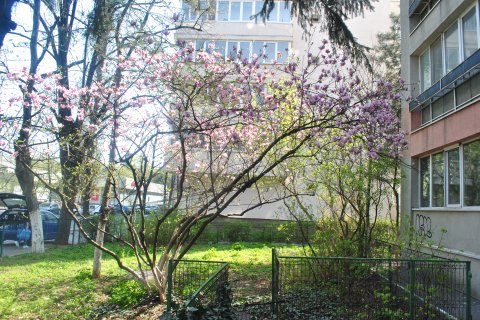 Magnolia de lânga bloc