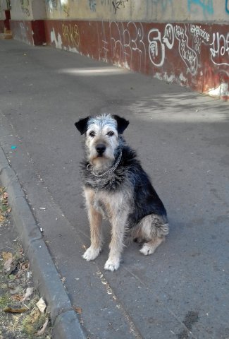 Cățelul de pe str. Doina