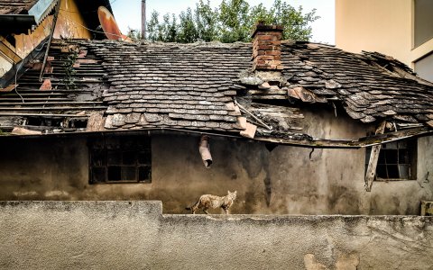 Pisică camuflată - Strada Menuetului