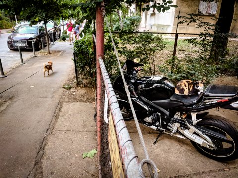 Pisică pe motocicletă - Strada Viorele