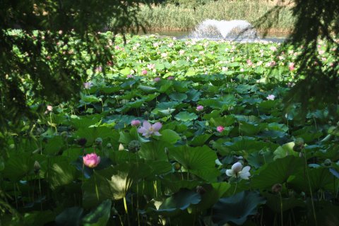 Lotusi egipteni în parcul Circului