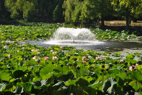 Lotusi egipteni în parcul Circului