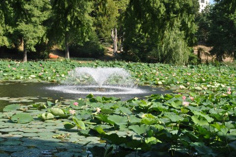 Lotusi egipteni în parcul Circului