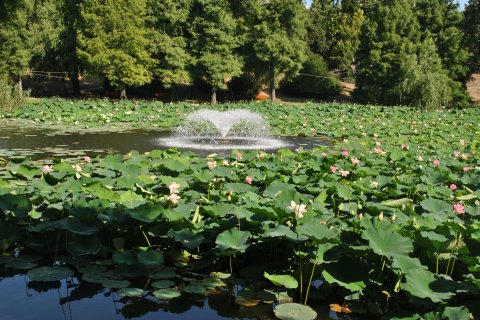 Lotusi egipteni în parcul Circului