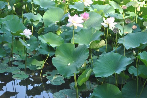 Lotusi egipteni în parcul Circului