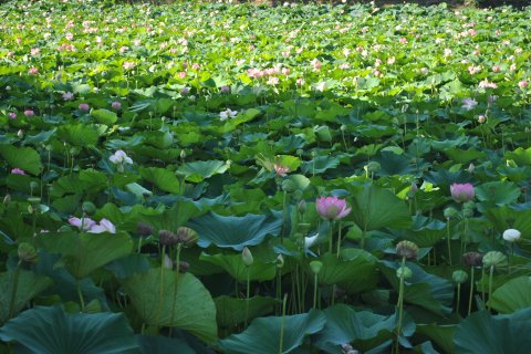 Lotusi egipteni în parcul Circului