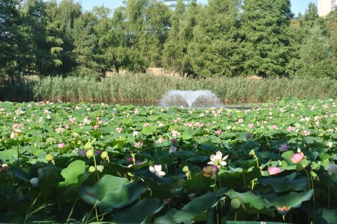 Lotusi egipteni în parcul Circului