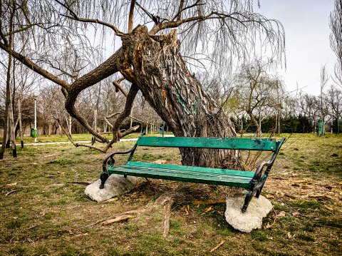 Copac - Parcul Tineretului