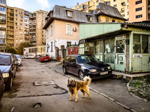 Câine - Strada Făinari