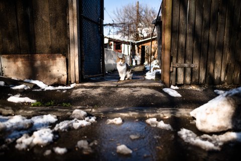 Pisică - Strada Pontonierilor